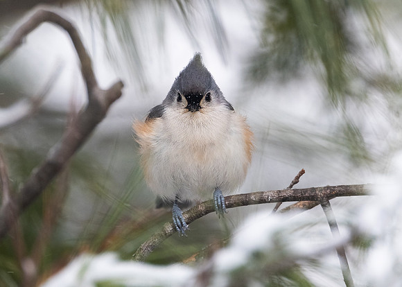 Tufted Titmouse