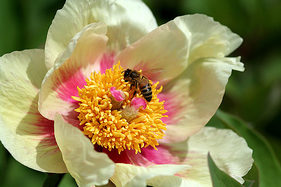 Molly the Witch Peony