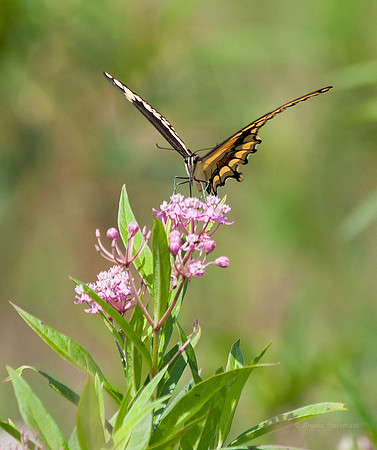 Giant Swallowtail