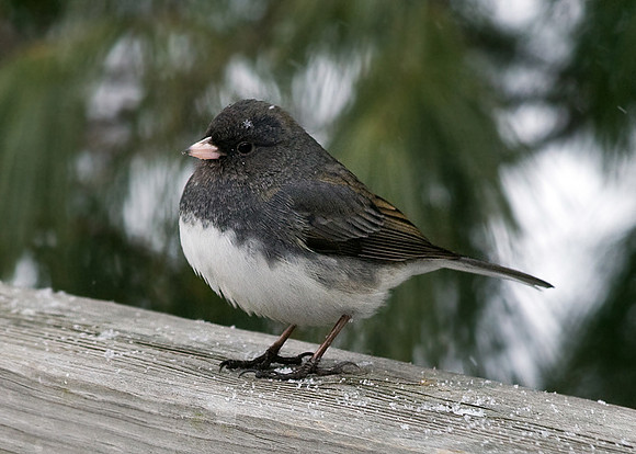 junco - note the snowflake on his forehead :-)