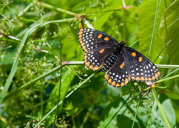 Baltimore Checkerspot