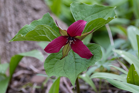 Red Trillium aka Wake Robin