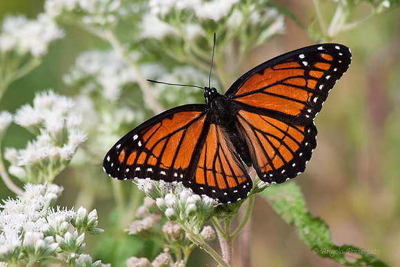 Viceroy