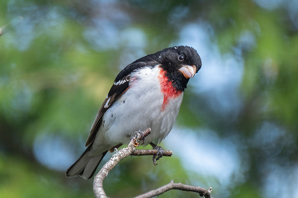 Rose-breasted Grosbeak, male