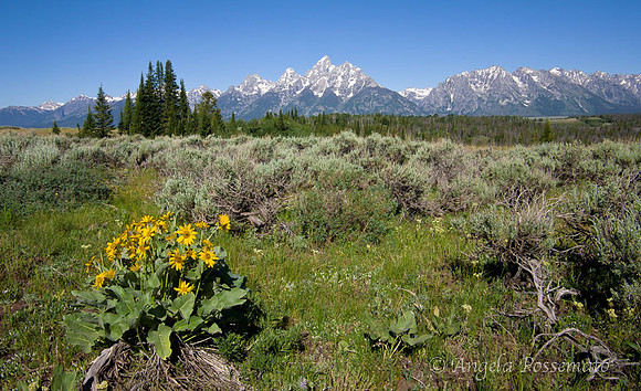 near Snake River Overlook