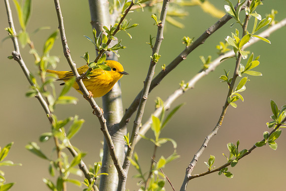 Yellow Warbler 5/8/16