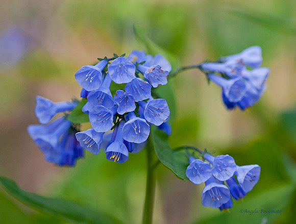 bluebells in Farmington