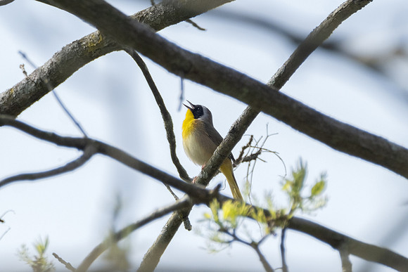 Common Yellowthroat male
