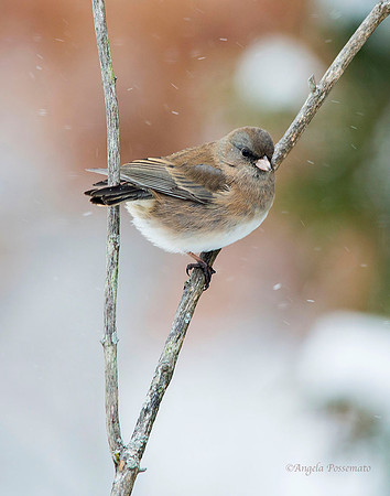 female dark eyed junco