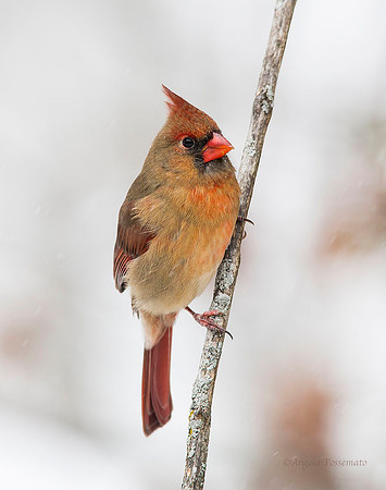 female cardinal