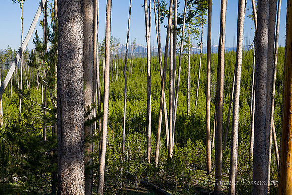 lodgepole pines make up 80% of the trees in Yellowstone