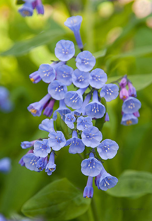 bluebells