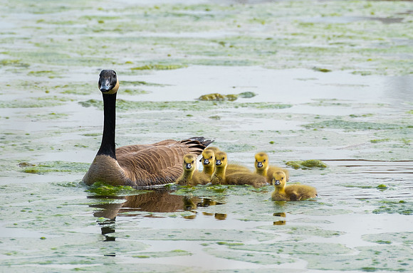 Canada Geese