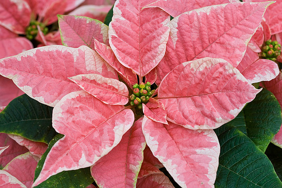 pointsettia