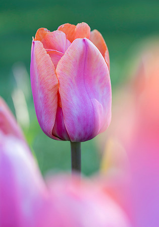 Pink Tulip #2