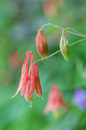 columbine