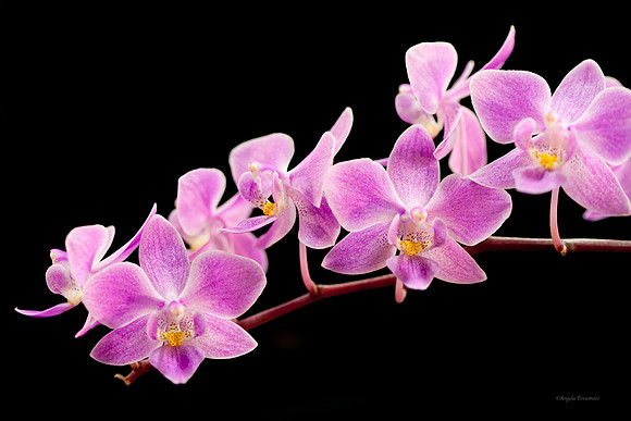 Rochester Orchid Show