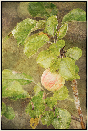 Heirloom Apples
