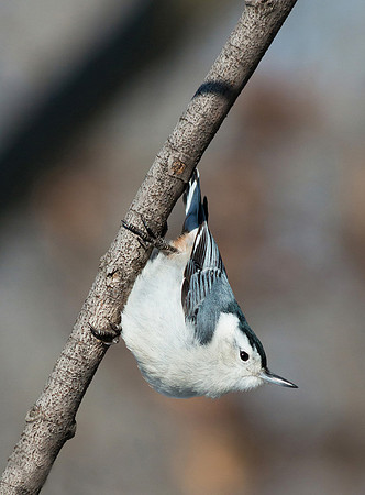 White breasted nuthatch in classic posture - upside down!